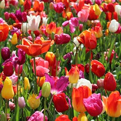 Kukkasipulinurmikko: Tulppaani Kukkasipulinurmikko: Tulppaani